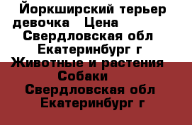 Йоркширский терьер девочка › Цена ­ 25 000 - Свердловская обл., Екатеринбург г. Животные и растения » Собаки   . Свердловская обл.,Екатеринбург г.